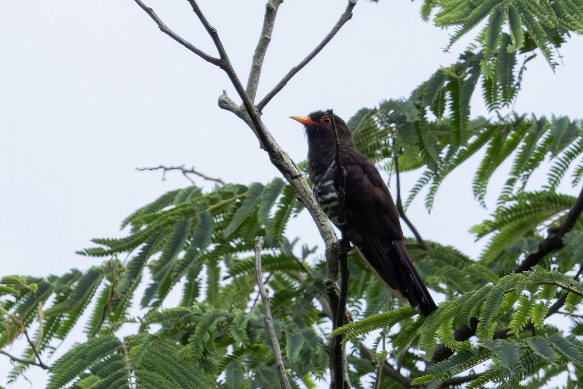 Violet Cuckoo - ML641599897