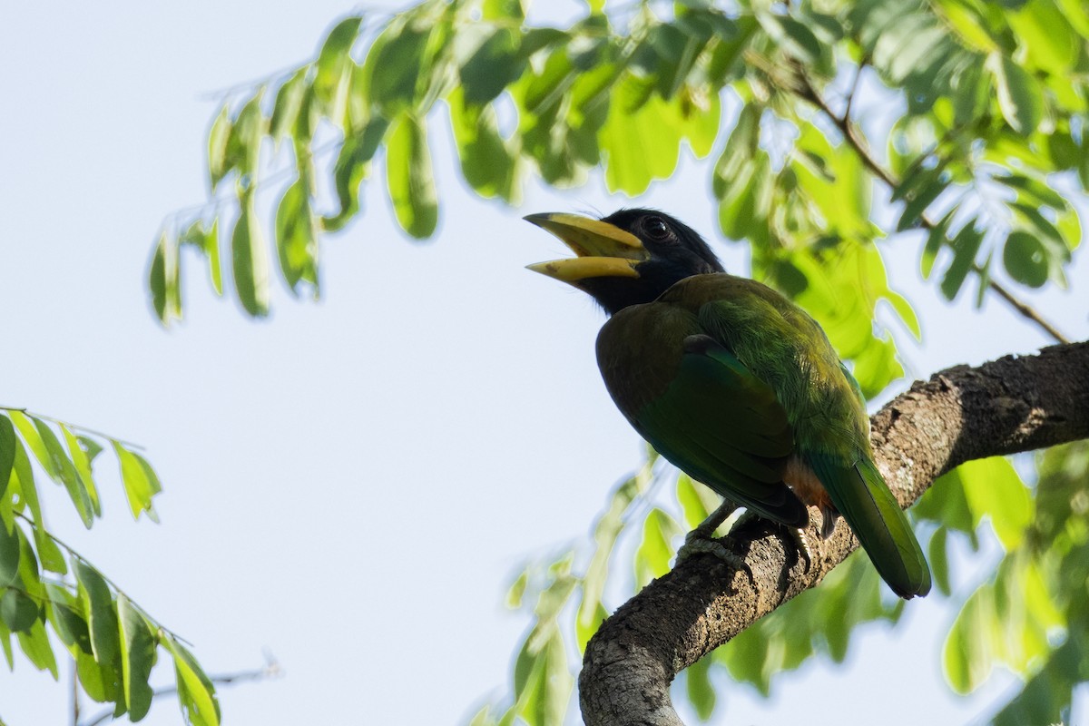 Great Barbet - ML641599901