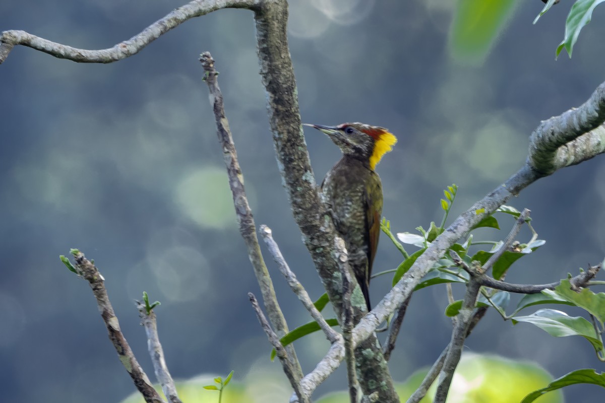 Lesser Yellownape - ML641599904