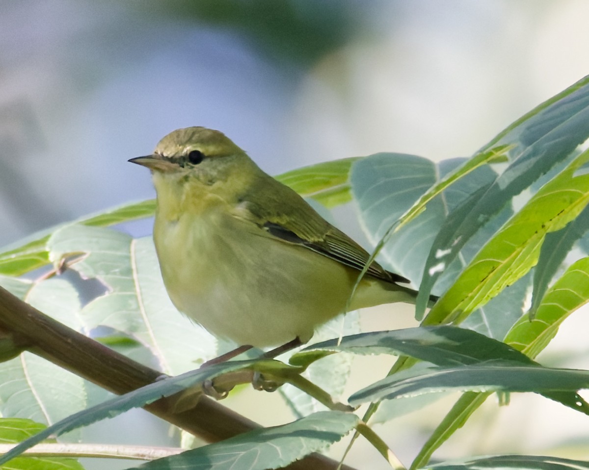 møllparula - ML641599906