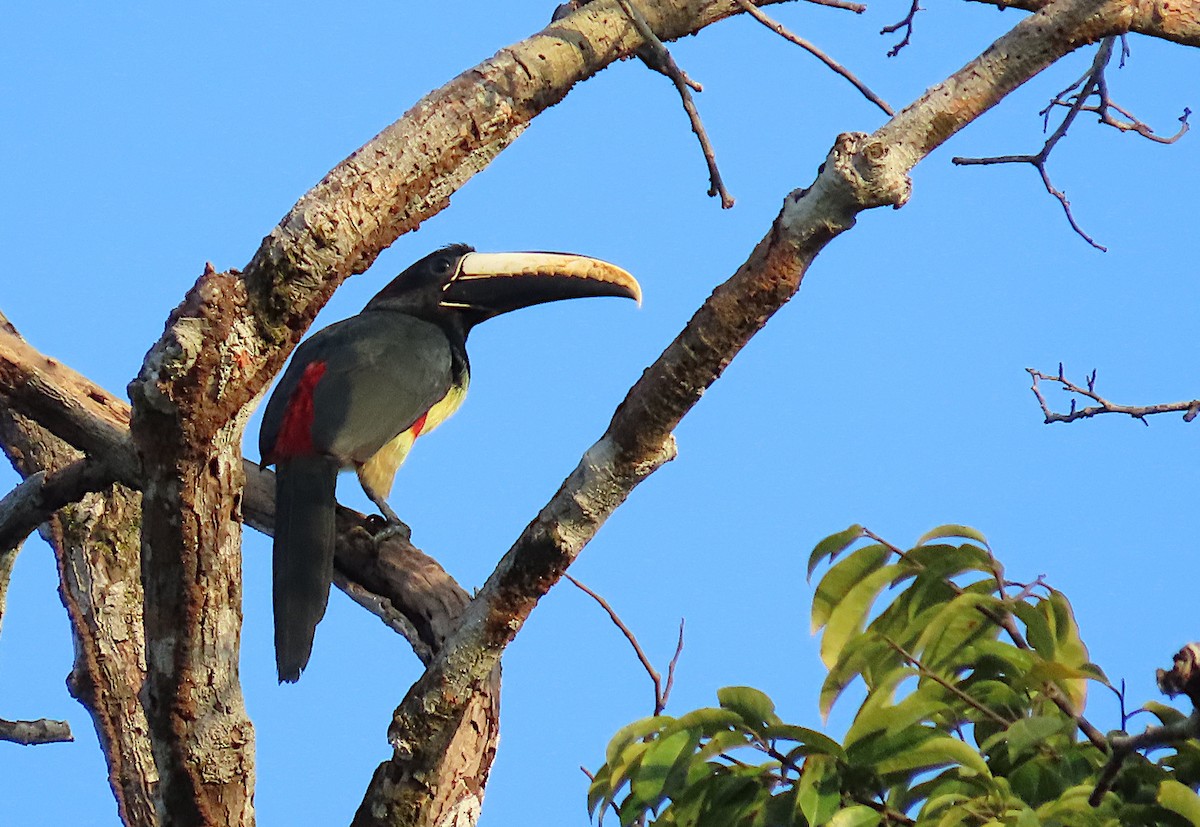 Black-necked Aracari - ML641599911