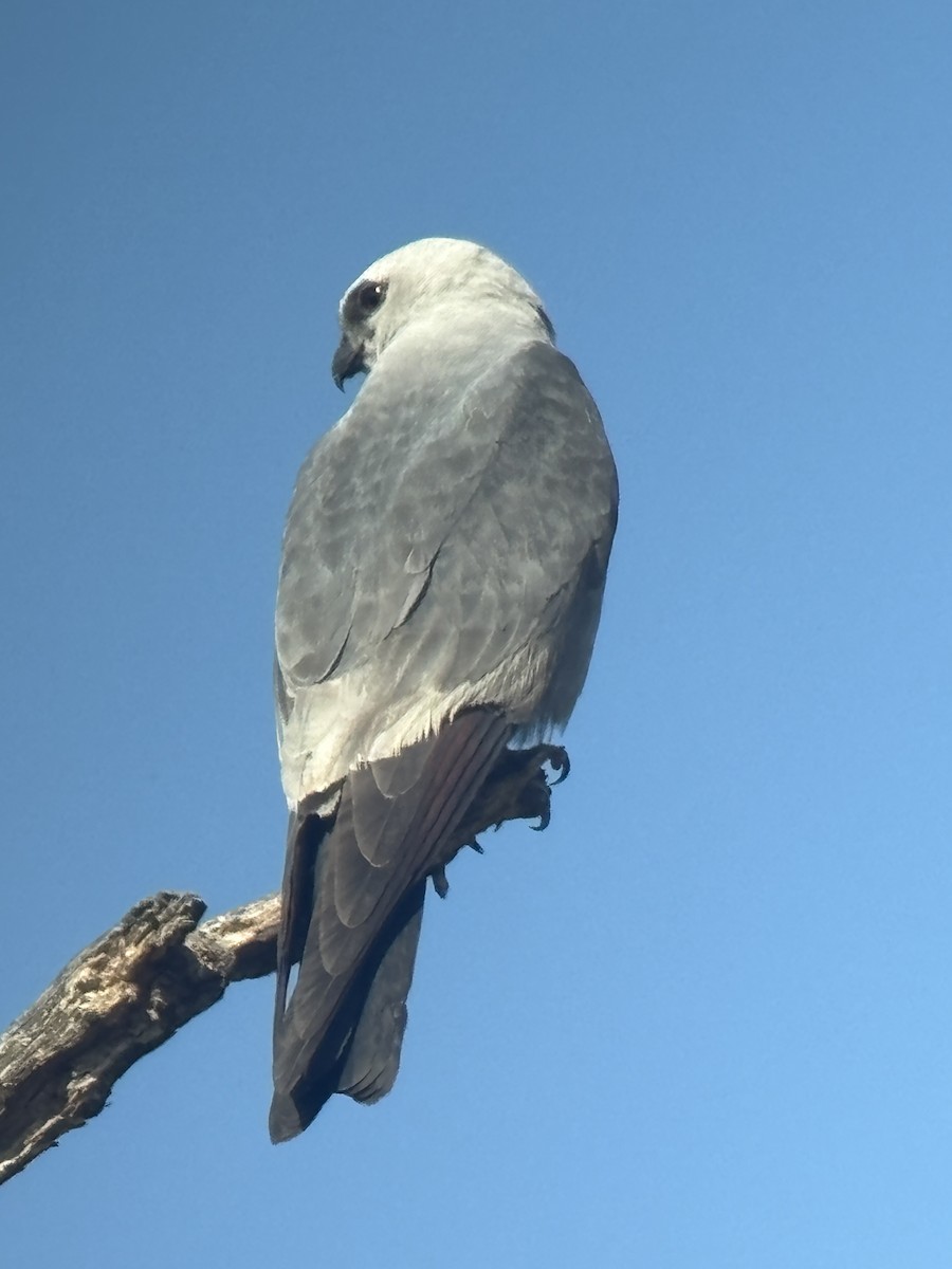 Mississippi Kite - ML641599934