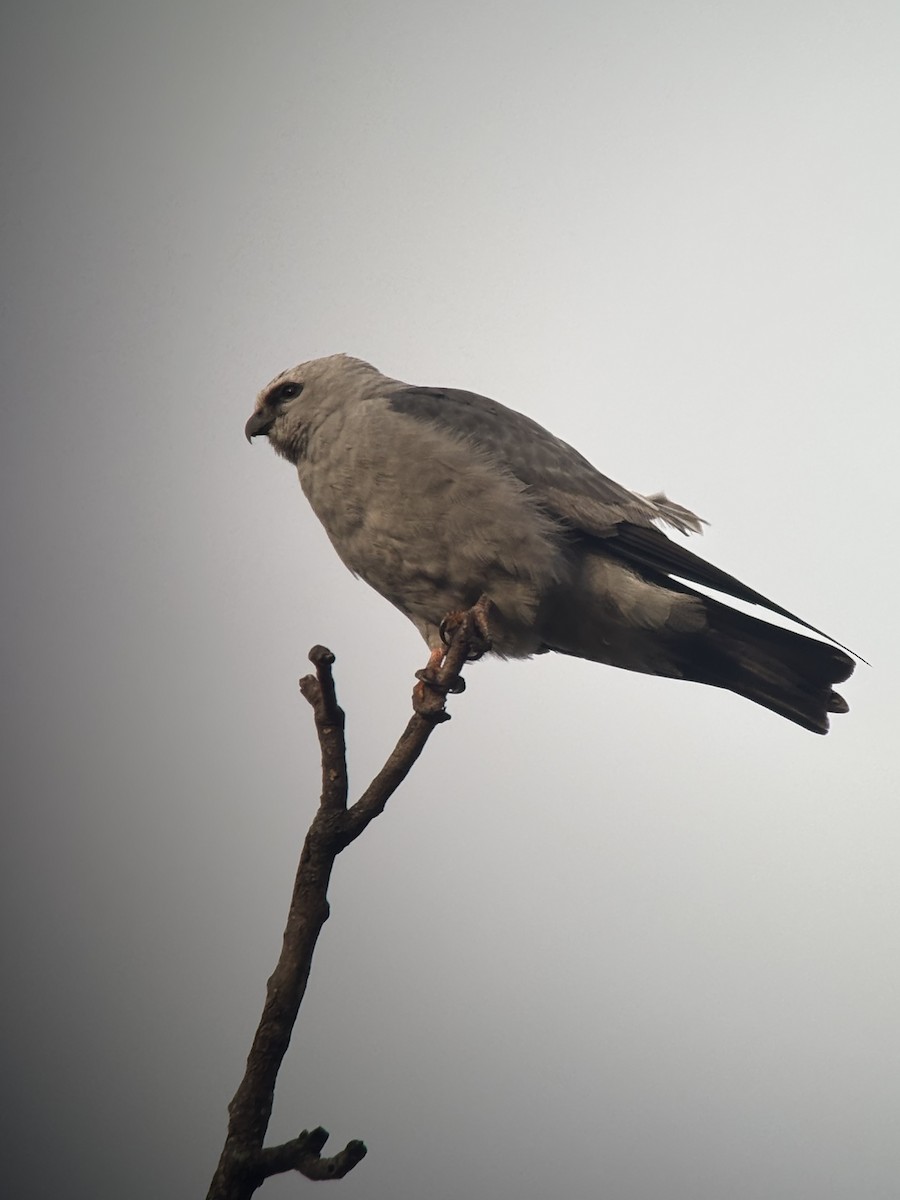 Mississippi Kite - ML641599935