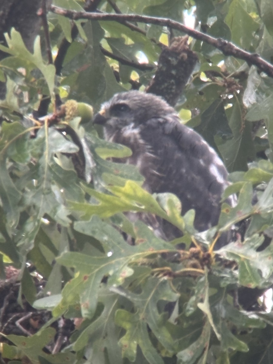 Mississippi Kite - ML641599936