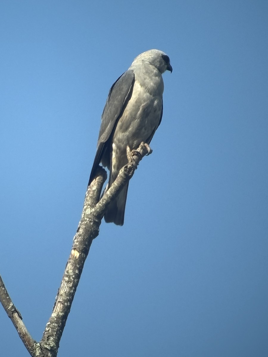 Mississippi Kite - ML641599937