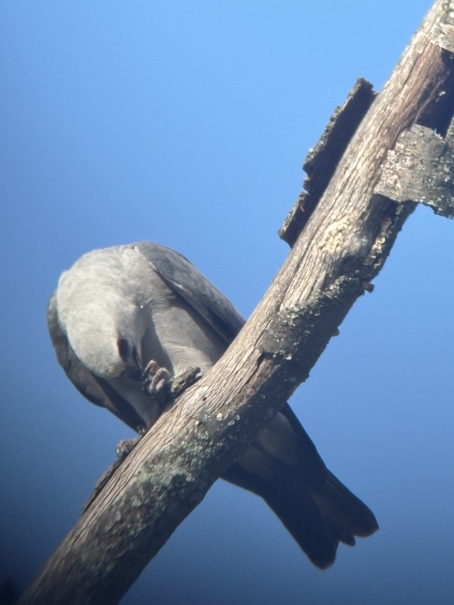 Mississippi Kite - ML641599938
