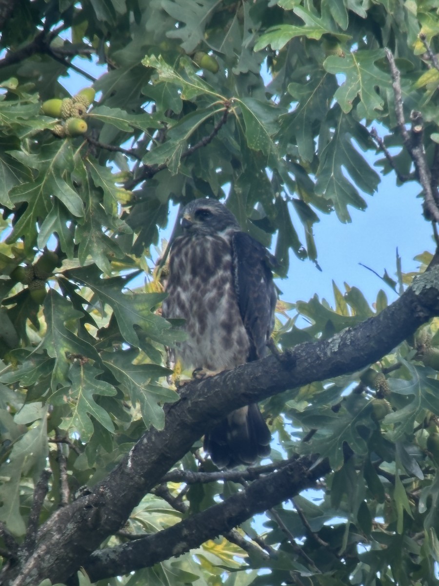 Mississippi Kite - ML641599939