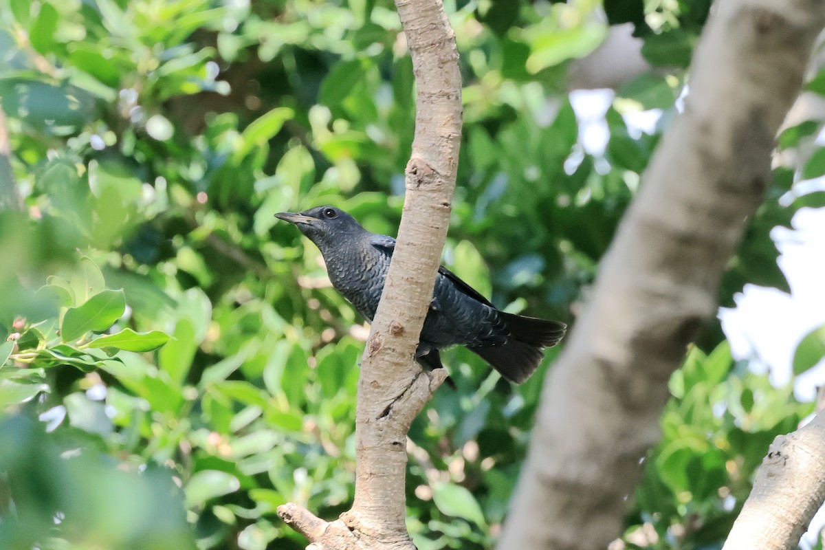 skalník modrý (ssp. pandoo) - ML641599946