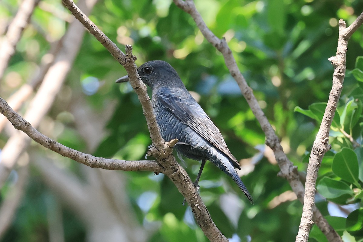 skalník modrý (ssp. pandoo) - ML641599947