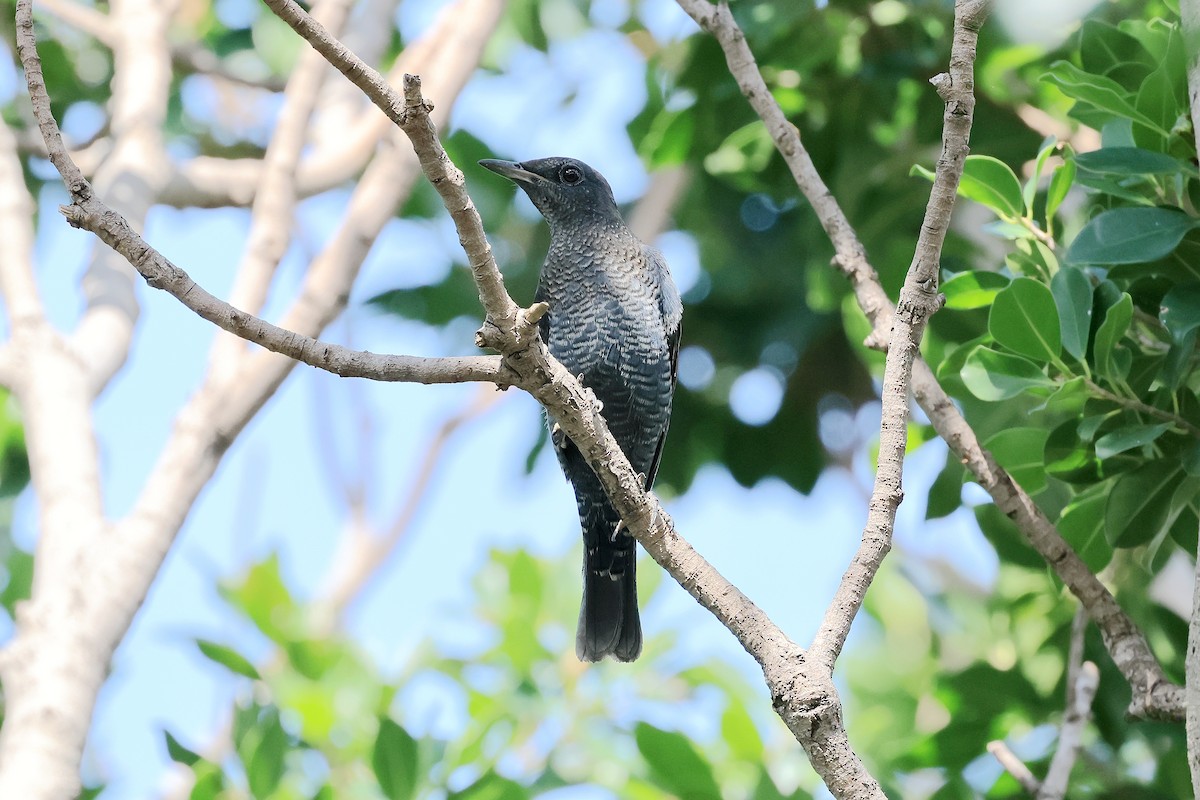 skalník modrý (ssp. pandoo) - ML641599948