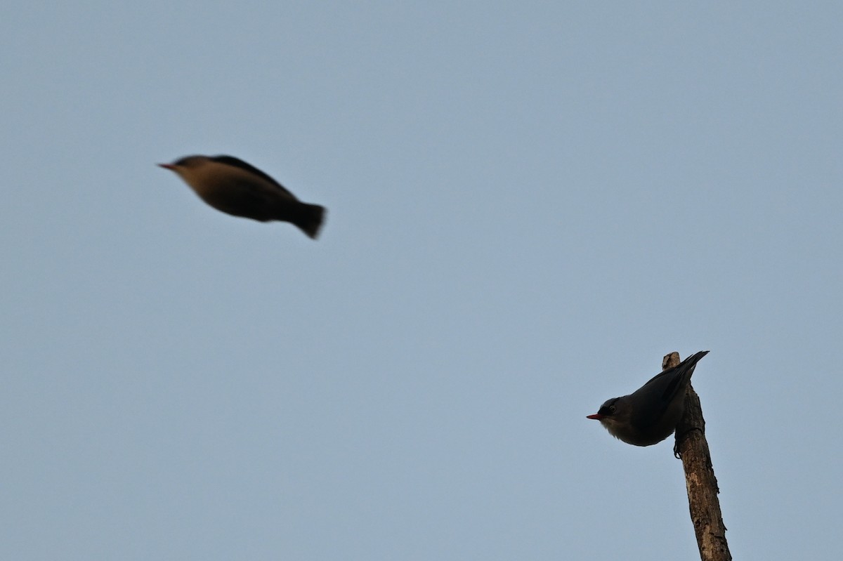 Velvet-fronted Nuthatch - ML641599962
