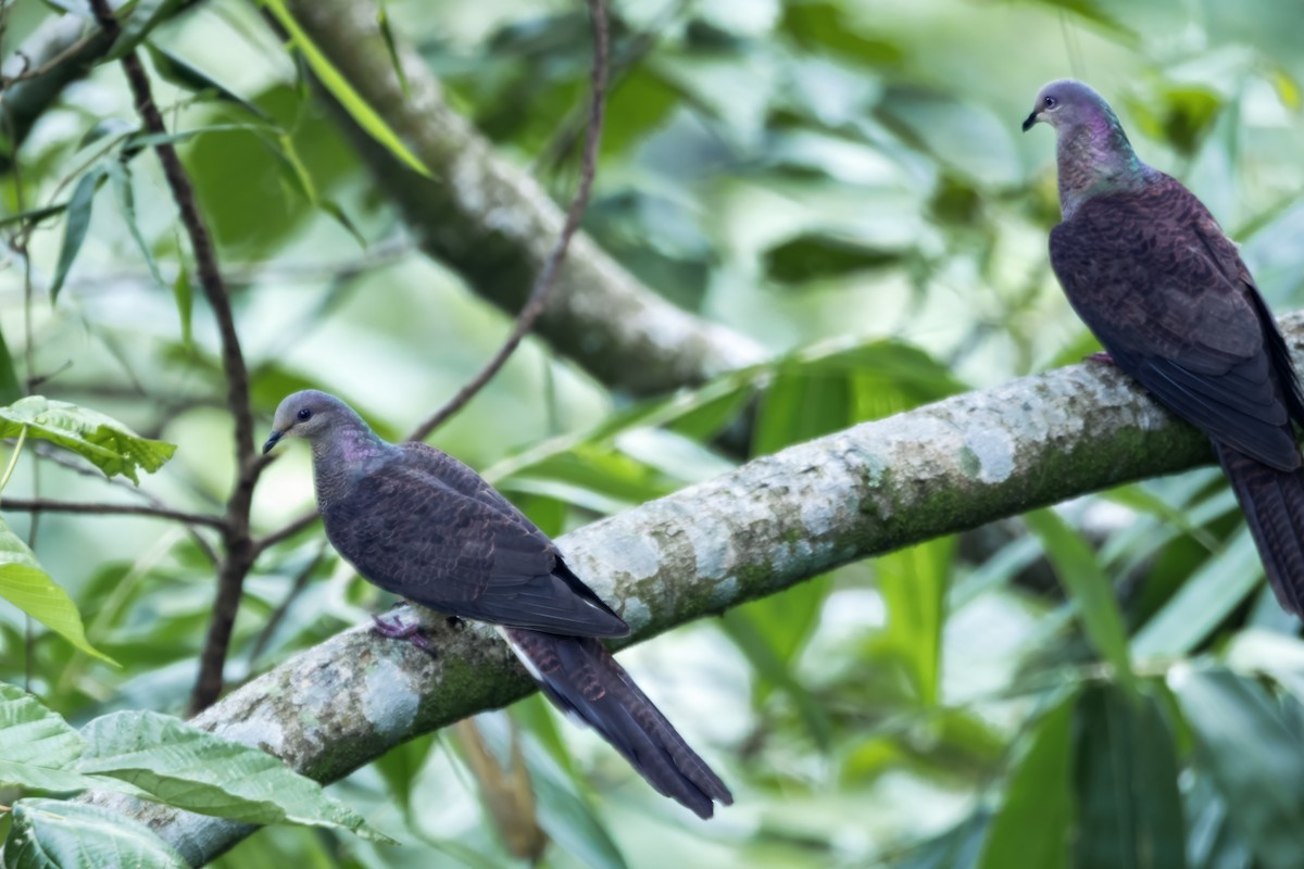 Barred Cuckoo-Dove - ML641599967