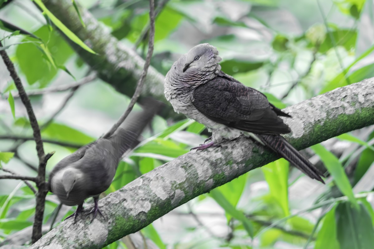 Barred Cuckoo-Dove - ML641599968