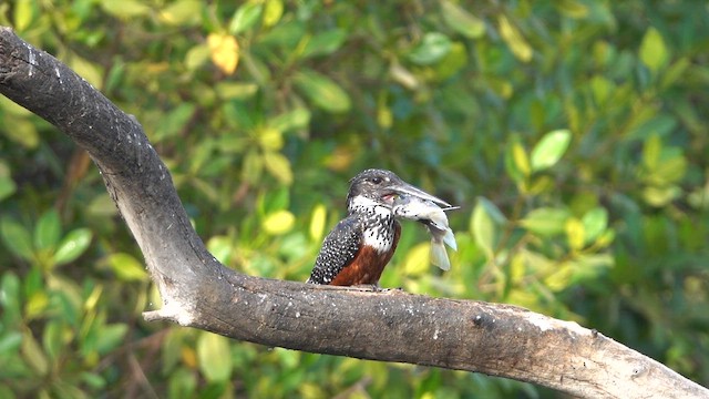 Giant Kingfisher - ML641599975