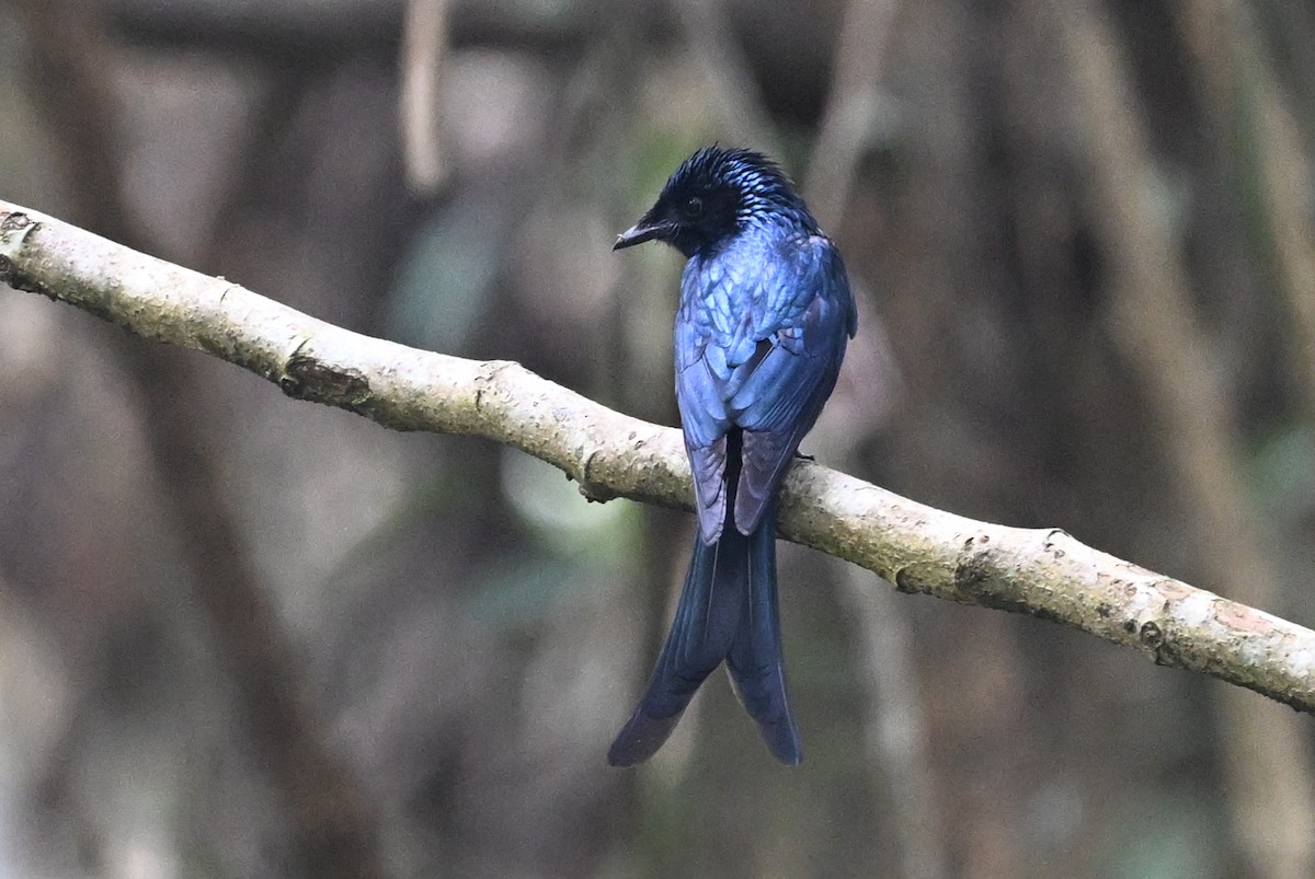Bronzed Drongo - ML641599976