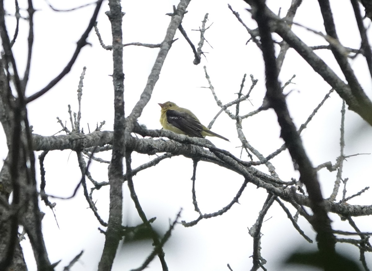 Scarlet Tanager - ML641599980