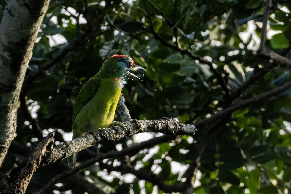 Blue-throated Barbet - ML641599989