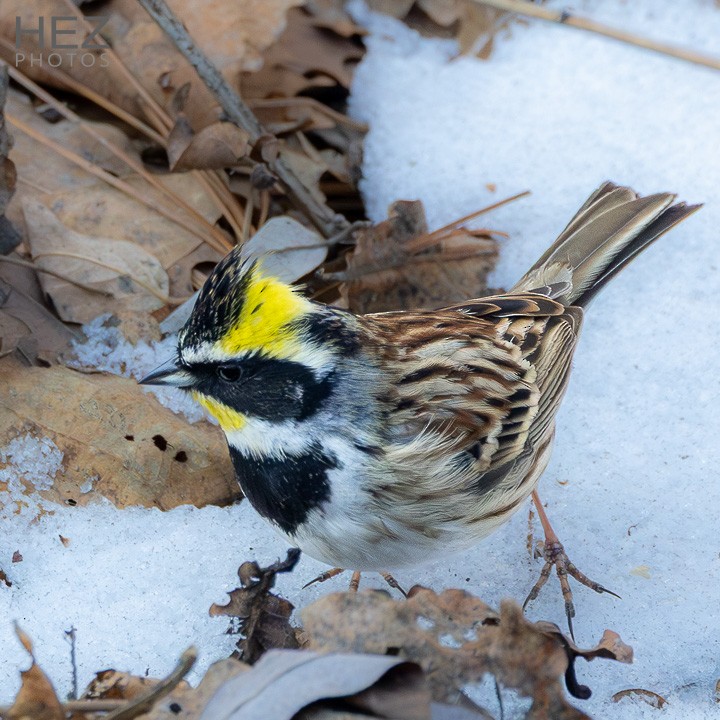 Yellow-throated Bunting - ML641599992