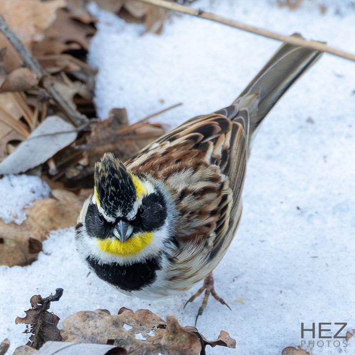 Yellow-throated Bunting - ML641599993