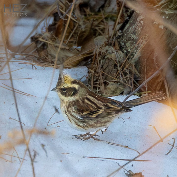 Yellow-throated Bunting - ML641599994