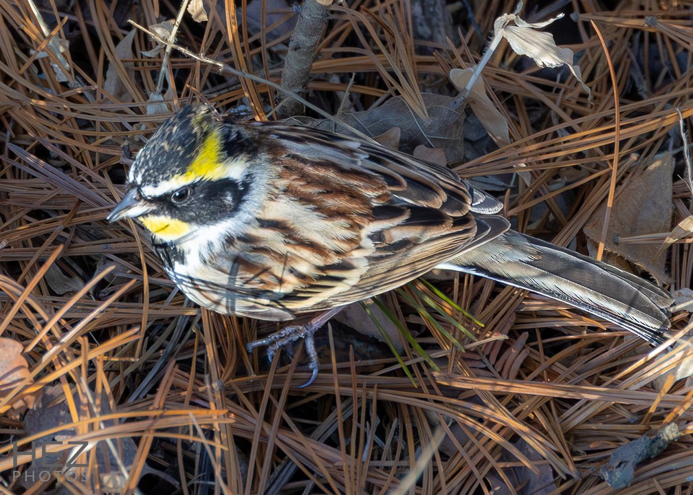 Yellow-throated Bunting - ML641599995