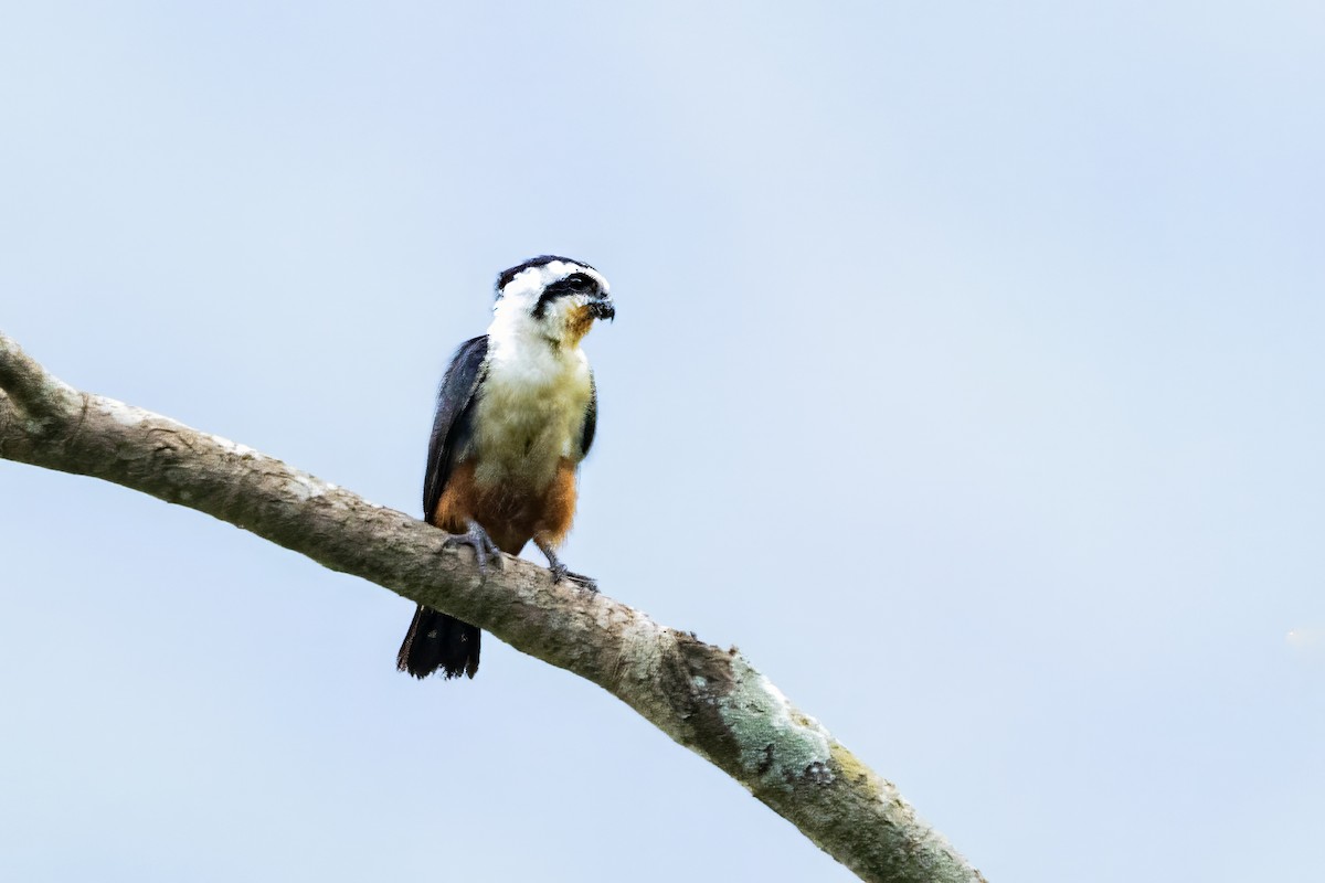 Collared Falconet - ML641600006