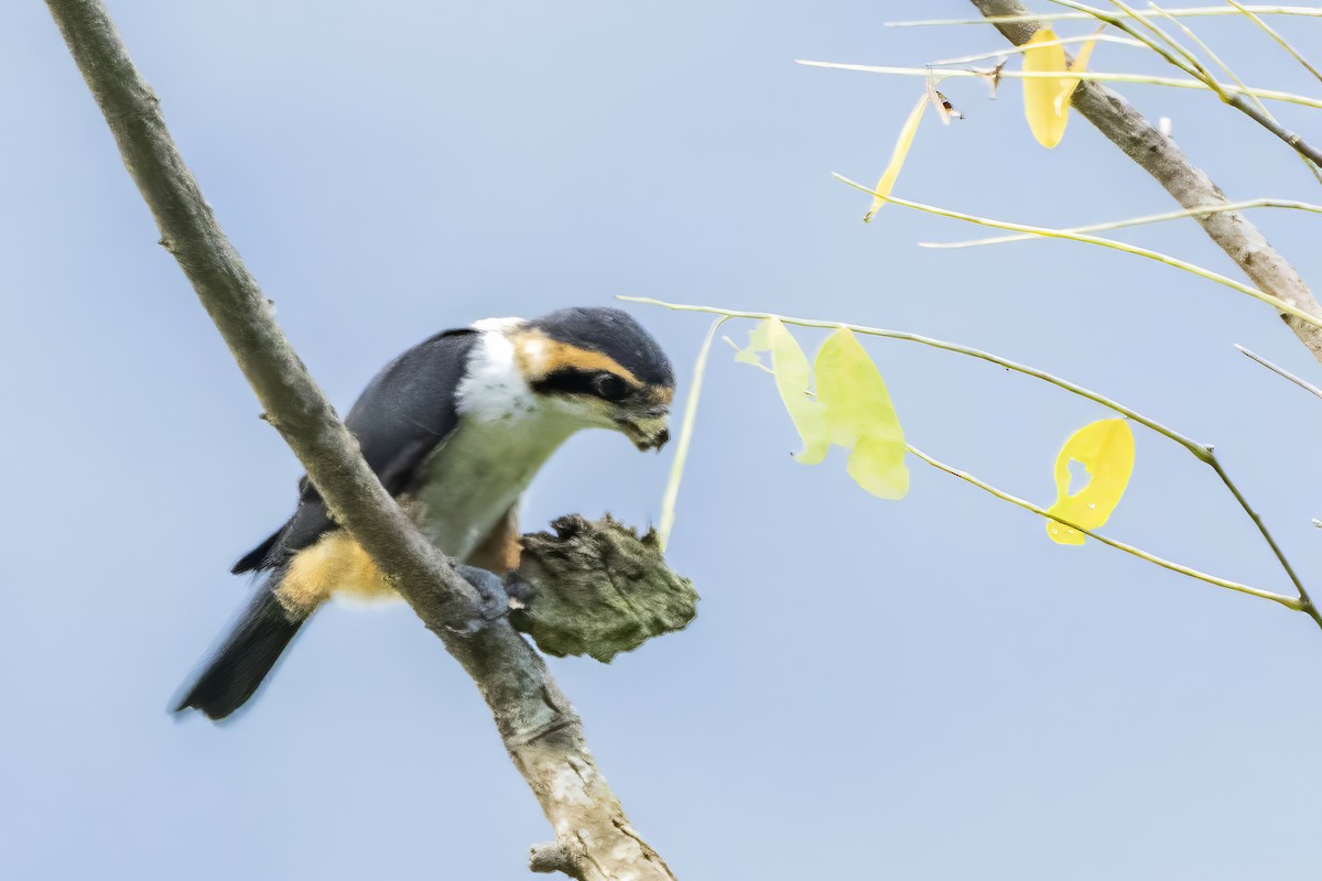 Collared Falconet - ML641600007
