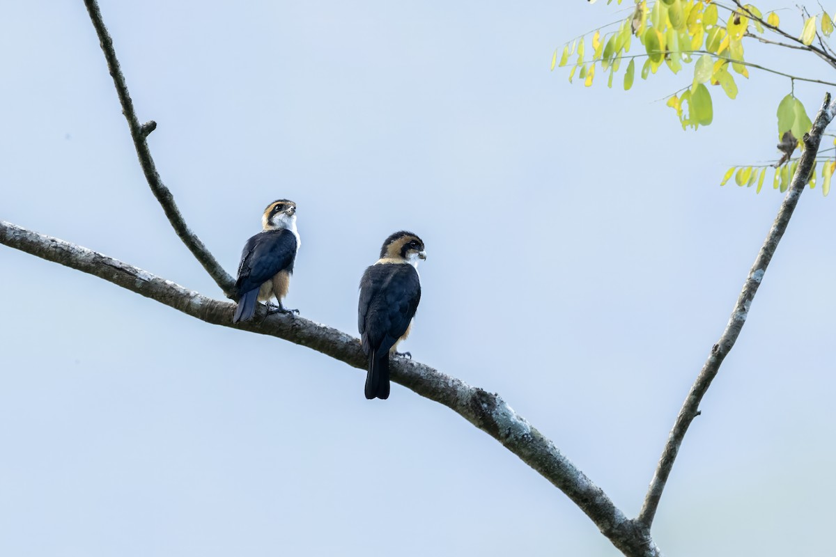 Collared Falconet - ML641600008