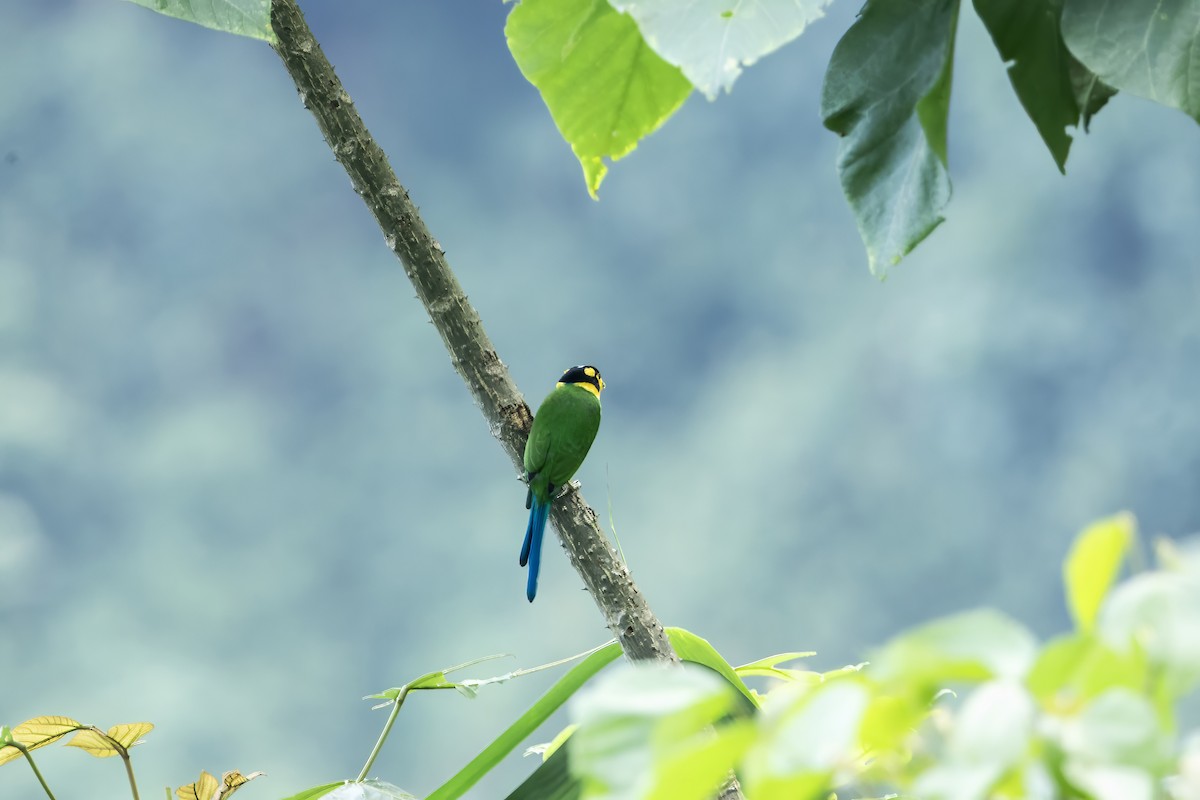 Long-tailed Broadbill - ML641600015