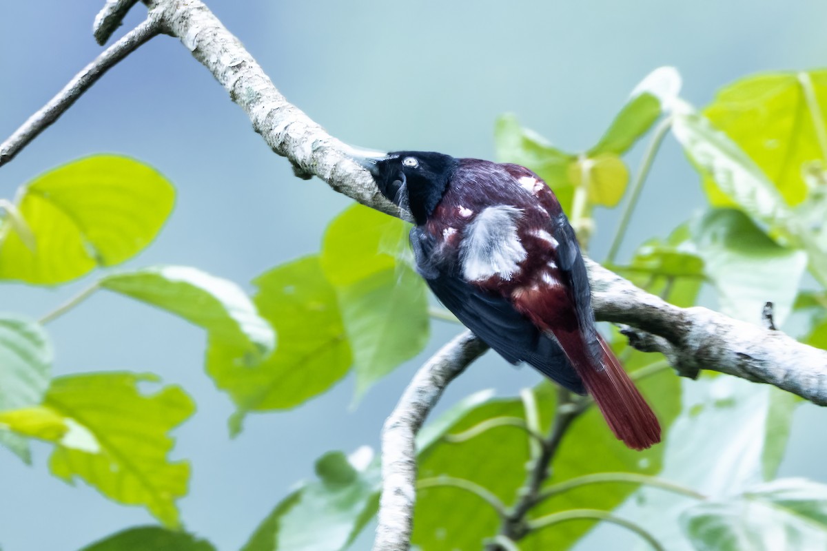 Maroon Oriole - ML641600020