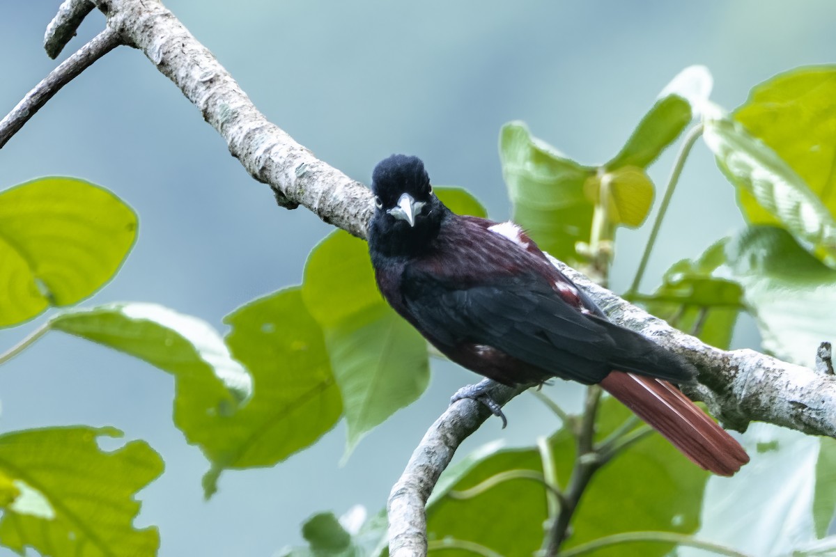 Maroon Oriole - ML641600021