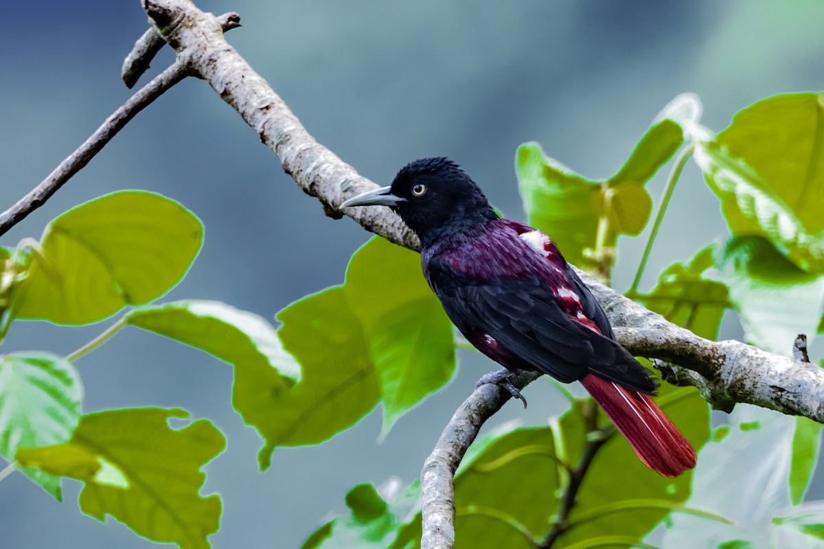Maroon Oriole - ML641600022