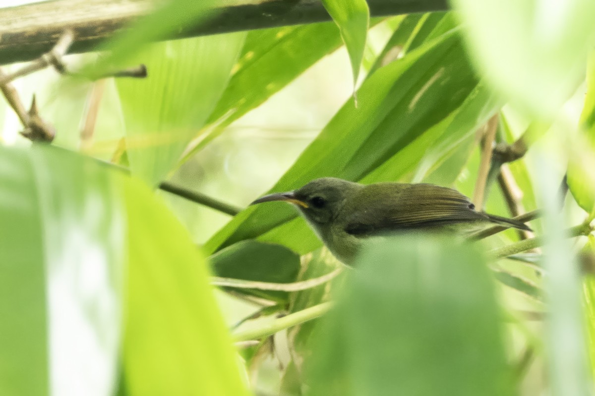 Black-throated Sunbird - ML641600035