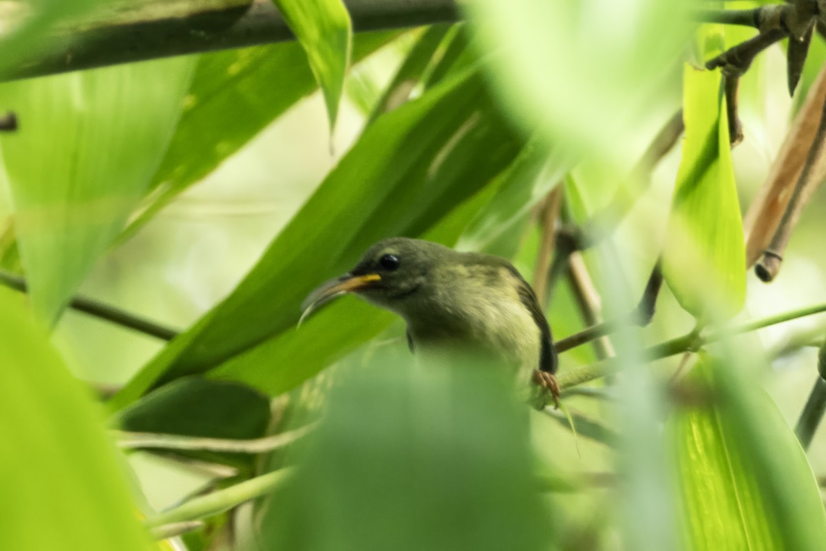 Black-throated Sunbird - ML641600036