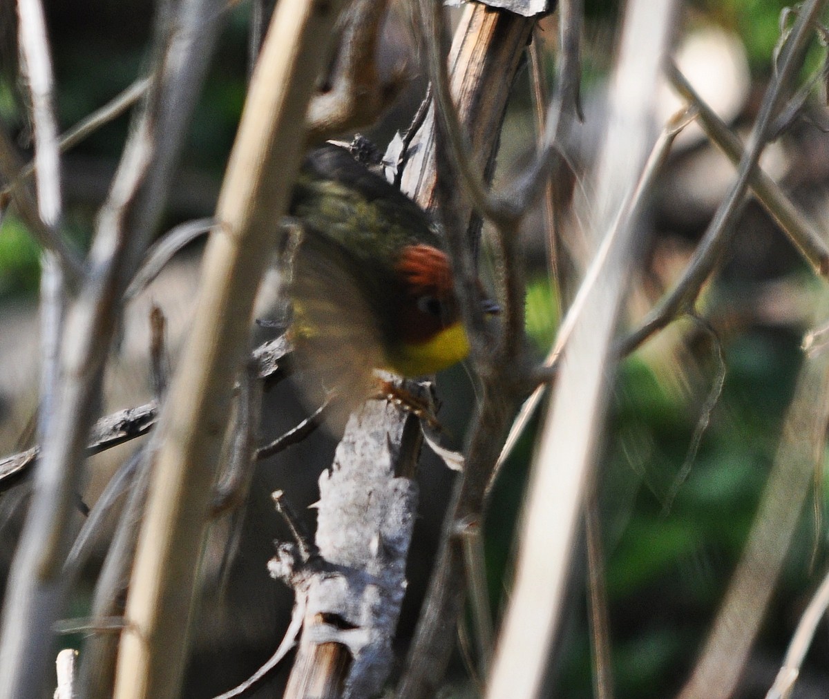 Chestnut-headed Tesia - ML641600062