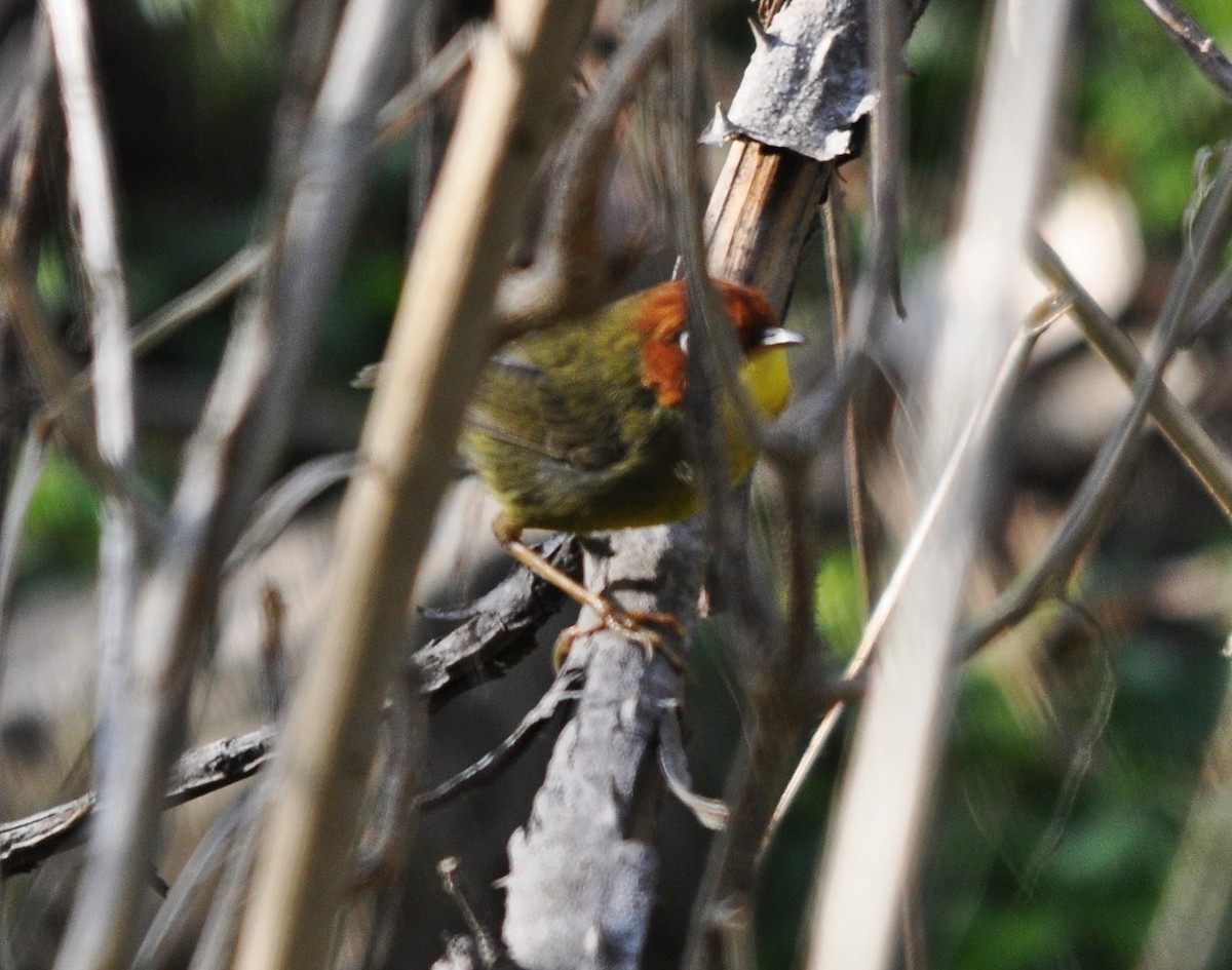 Chestnut-headed Tesia - ML641600063
