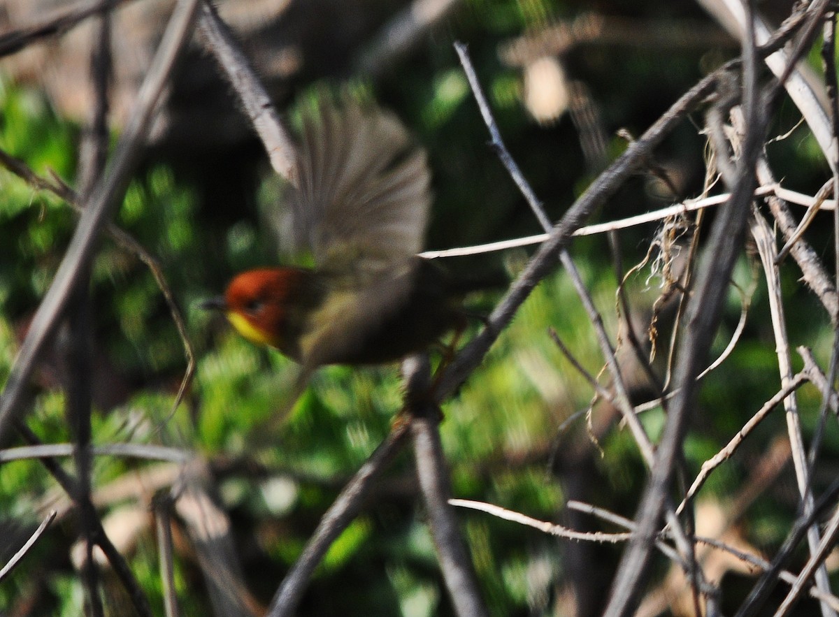 Chestnut-headed Tesia - ML641600064