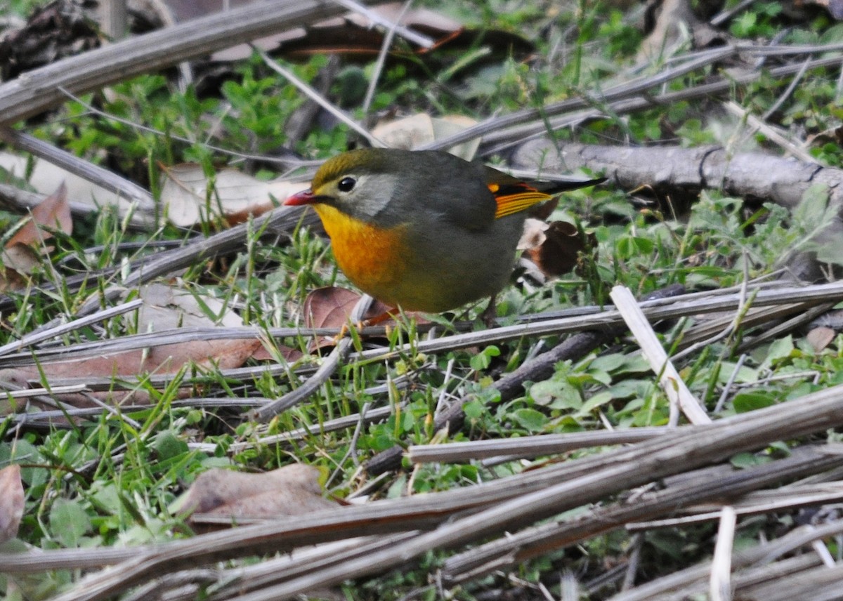 紅嘴相思鳥 - ML641600074
