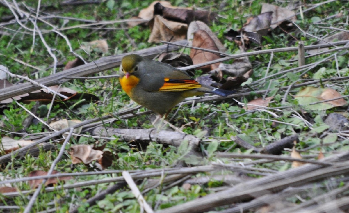紅嘴相思鳥 - ML641600075