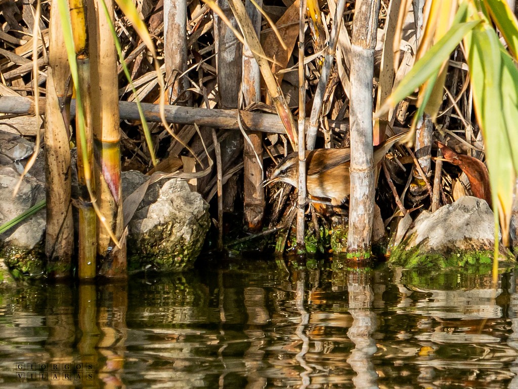 Moustached Warbler - ML641600088