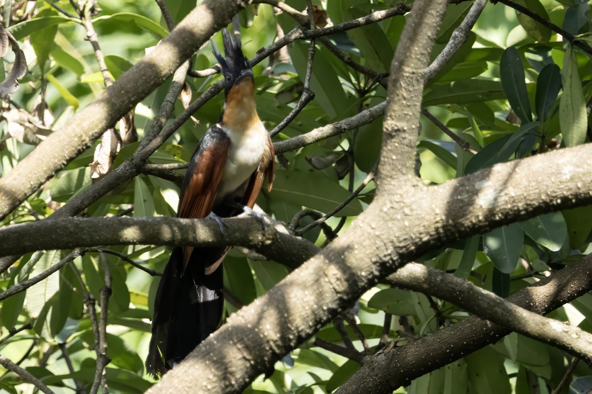 Chestnut-winged Cuckoo - ML641600119