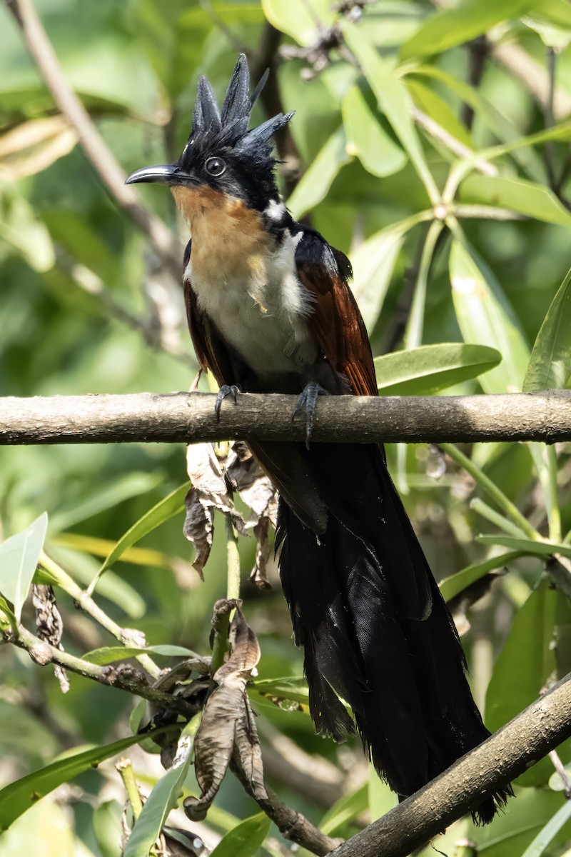 Chestnut-winged Cuckoo - ML641600120