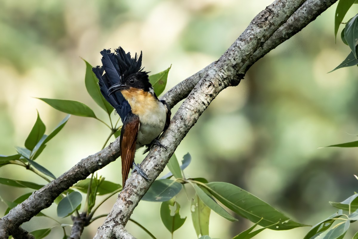 Chestnut-winged Cuckoo - ML641600121