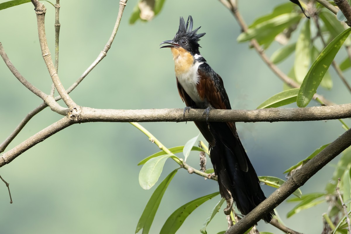 Chestnut-winged Cuckoo - ML641600122