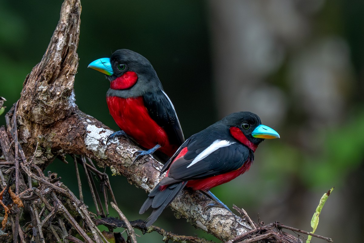 Black-and-red Broadbill - ML641600124