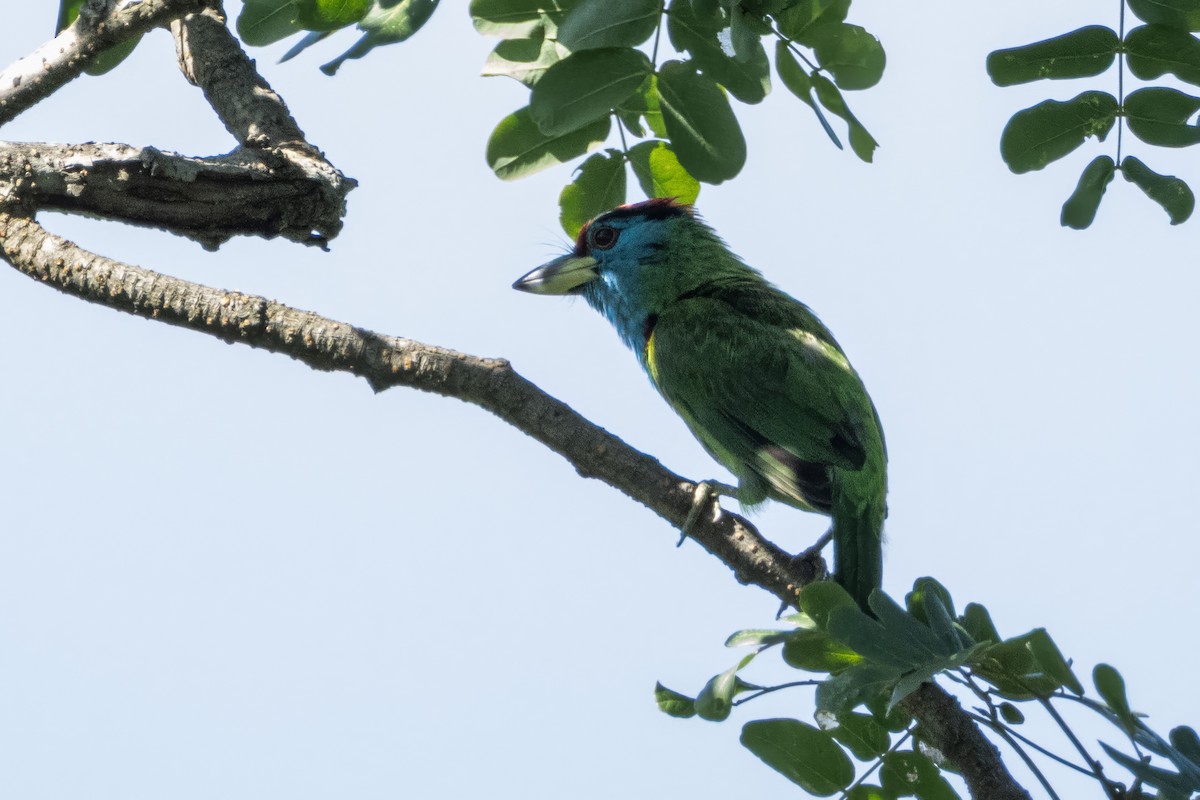 Blue-throated Barbet - ML641600170