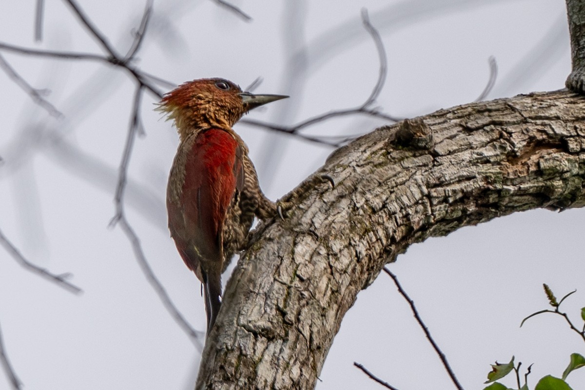Banded Woodpecker - ML641600175