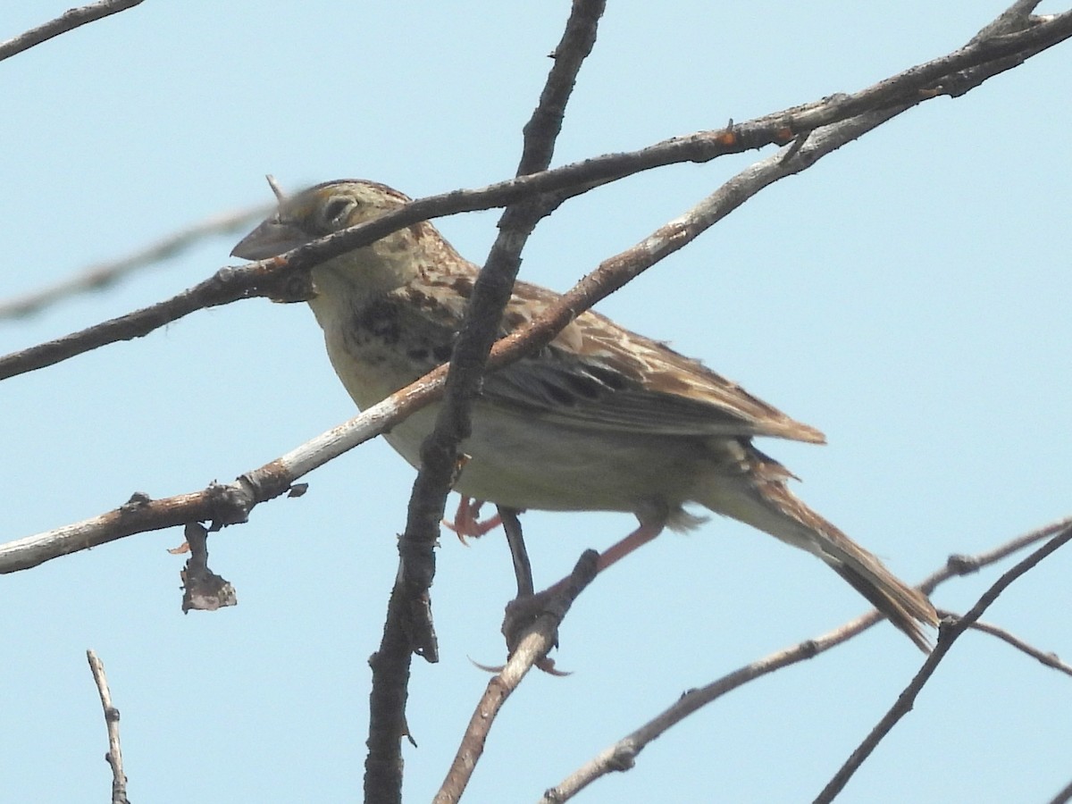 Grasshopper Sparrow - ML641600183