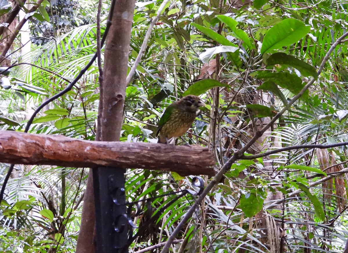 Spotted Catbird - ML641600220