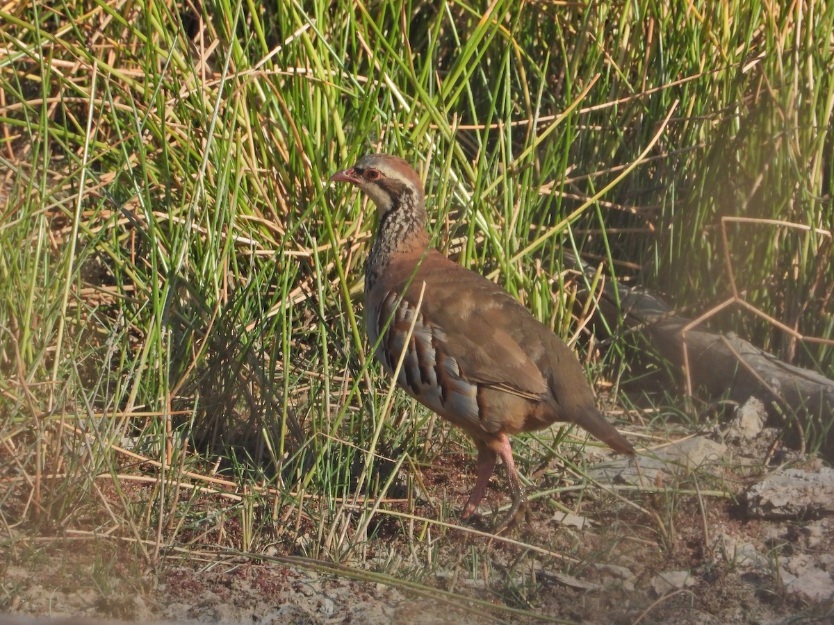 rødhøne - ML641600240